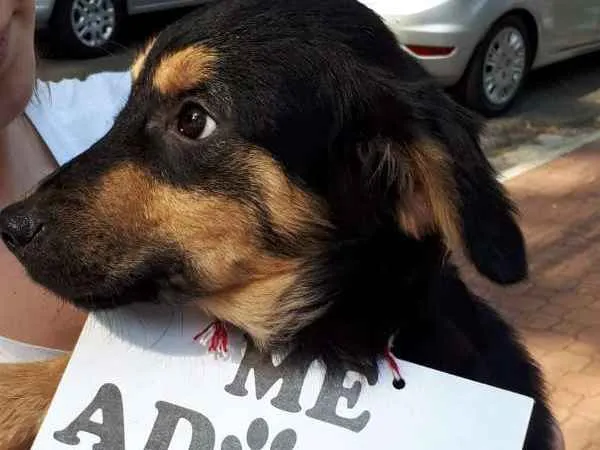 Cachorro ra a srd idade 2 a 6 meses nome Joca