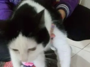 Gato raça Nao sei idade 4 anos nome Martin