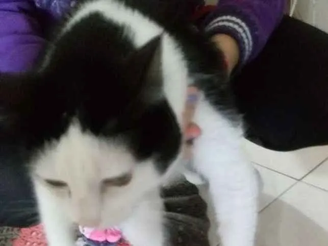 Gato raça Nao sei idade 4 anos nome Martin