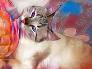 Gato raça SRD  idade 6 ou mais anos nome Leide