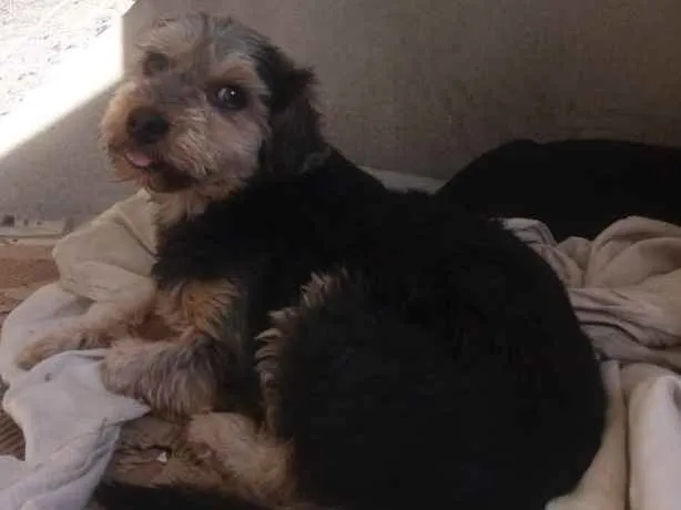 Cachorro ra a Yorkshire e outros idade  nome -