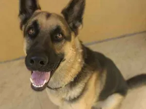 Cachorro raça Pastor Alemão idade 2 anos nome Baruk
