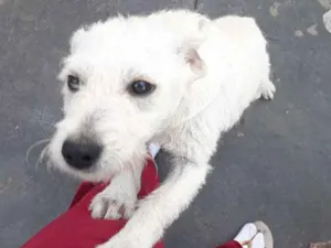Cachorro raça Vira Lata idade 2 a 6 meses nome Meg
