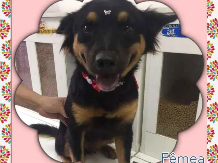 Cachorro ra a SRD idade 1 ano nome SHAKIRA
