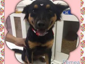 Cachorro raça SRD idade 1 ano nome SHAKIRA