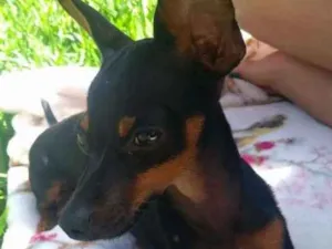 Cachorro raça Pinscher (número 1) idade 7 a 11 meses nome Toby 