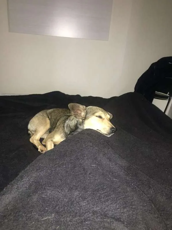 Cachorro ra a SRD idade 1 ano nome Nao tem
