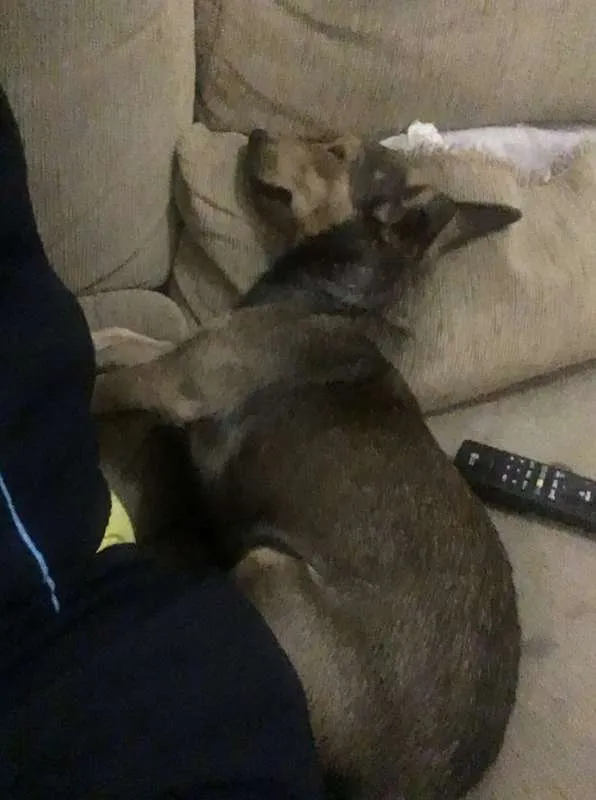 Cachorro ra a SRD idade 1 ano nome Nao tem