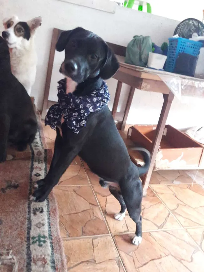 Cachorro ra a Sem raça definida  idade 1 ano nome Boby