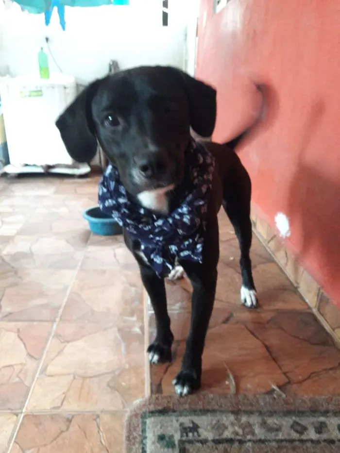 Cachorro ra a Sem raça definida  idade 1 ano nome Boby