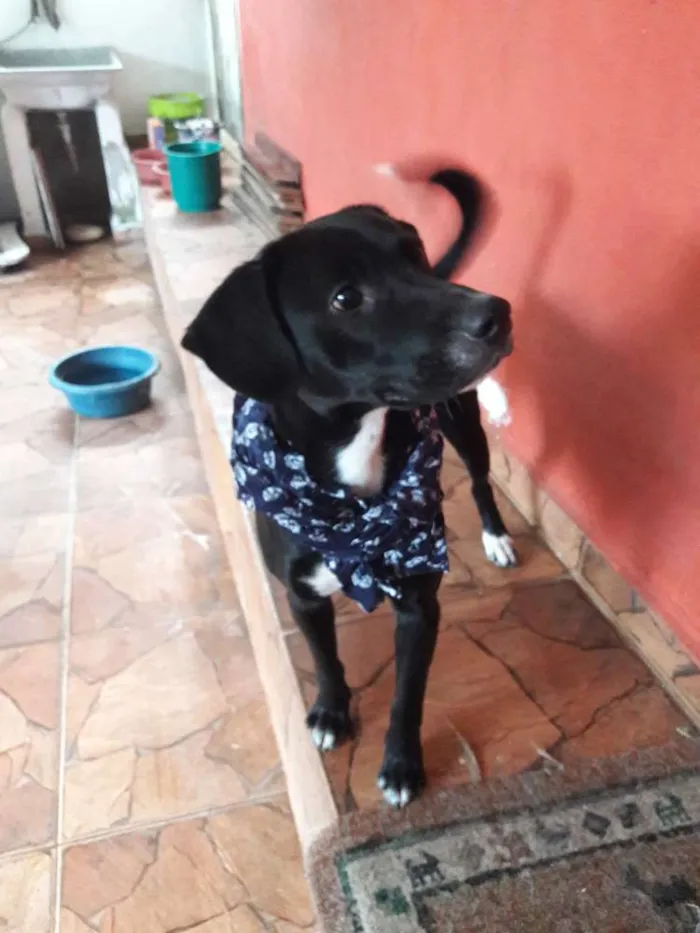 Cachorro ra a Sem raça definida  idade 1 ano nome Boby