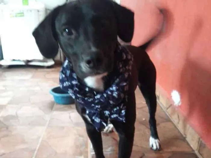 Cachorro ra a Sem raça definida  idade 1 ano nome Boby