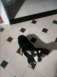 Lua