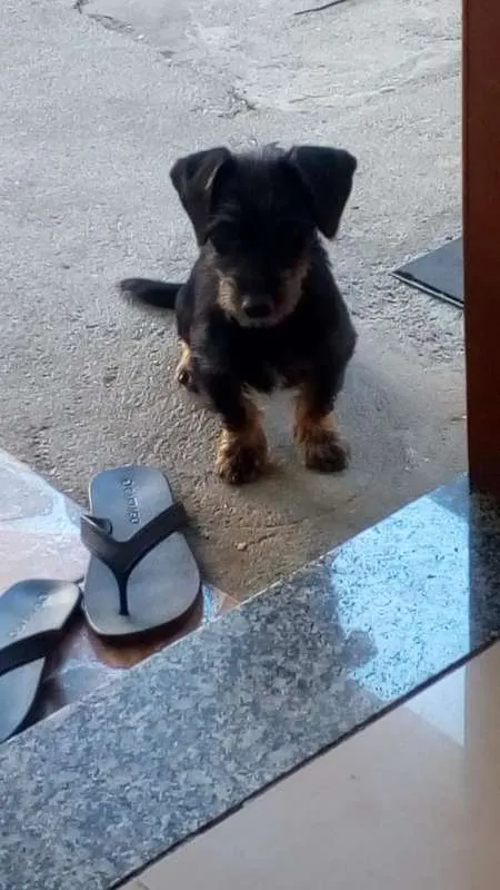 Cachorro ra a vira-lata idade 7 a 11 meses nome sem nome
