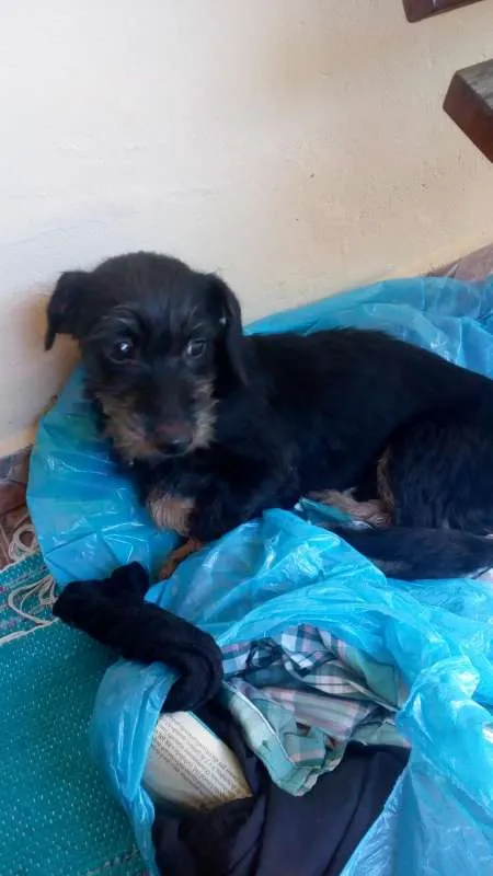 Cachorro ra a vira-lata idade 7 a 11 meses nome sem nome