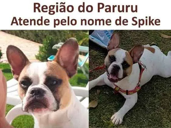 Cachorro ra a Bulldog francês idade 7 a 11 meses nome Spike