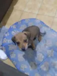 Rex