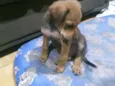 Rex