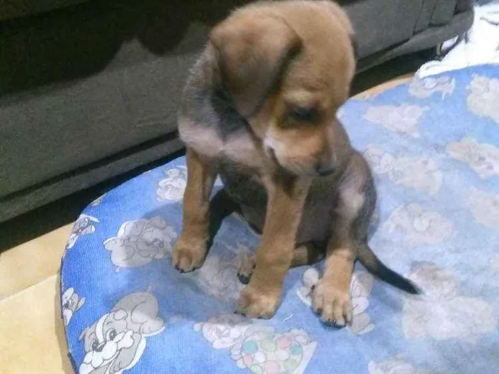 Cachorro ra a Raça indefinida idade 2 a 6 meses nome Rex