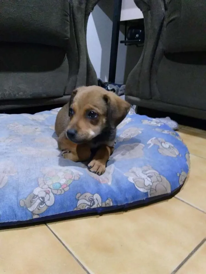 Cachorro ra a Raça indefinida idade 2 a 6 meses nome Rex