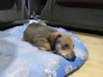 Rex