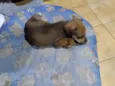 Rex