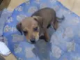Rex