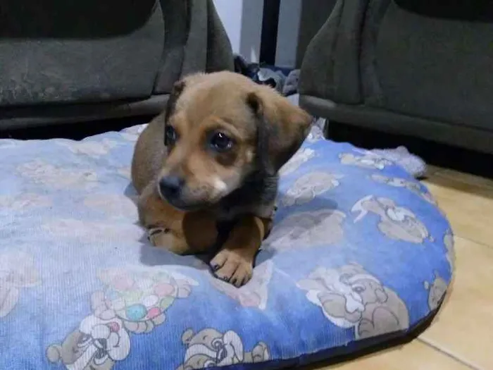 Cachorro ra a Raça indefinida idade 2 a 6 meses nome Rex