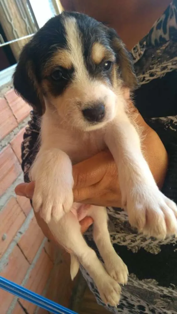 Cachorro ra a Vira-lata idade Abaixo de 2 meses nome Thor