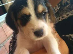 Cachorro raça Vira-lata idade Abaixo de 2 meses nome Thor