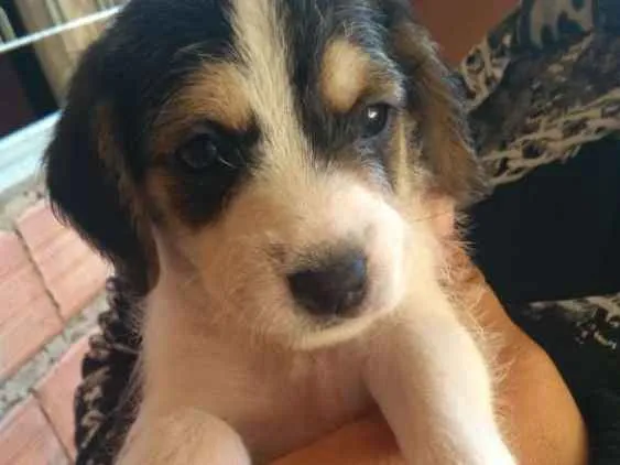 Cachorro ra a Vira-lata idade Abaixo de 2 meses nome Thor