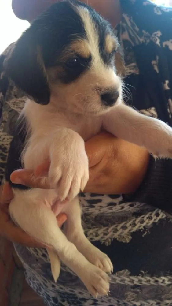 Cachorro ra a Vira-lata idade Abaixo de 2 meses nome Thor