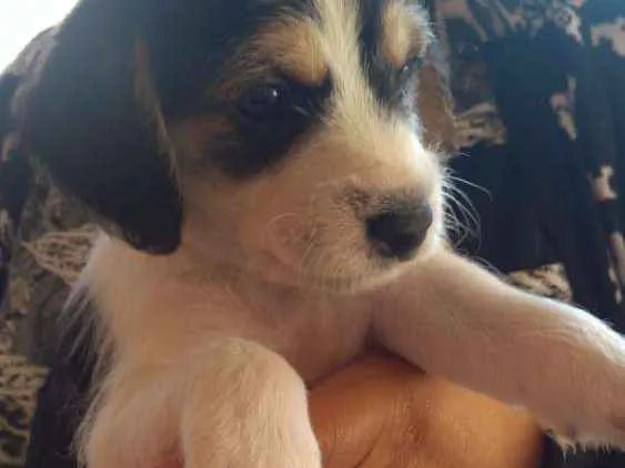 Cachorro ra a Vira-lata idade Abaixo de 2 meses nome Thor