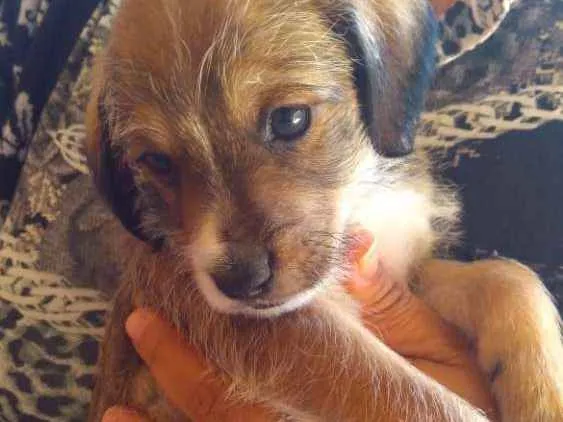 Cachorro ra a Vira-lata idade Abaixo de 2 meses nome Toddynho