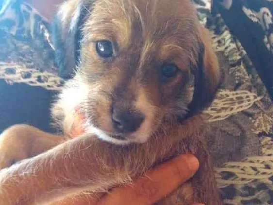 Cachorro ra a Vira-lata idade Abaixo de 2 meses nome Toddynho
