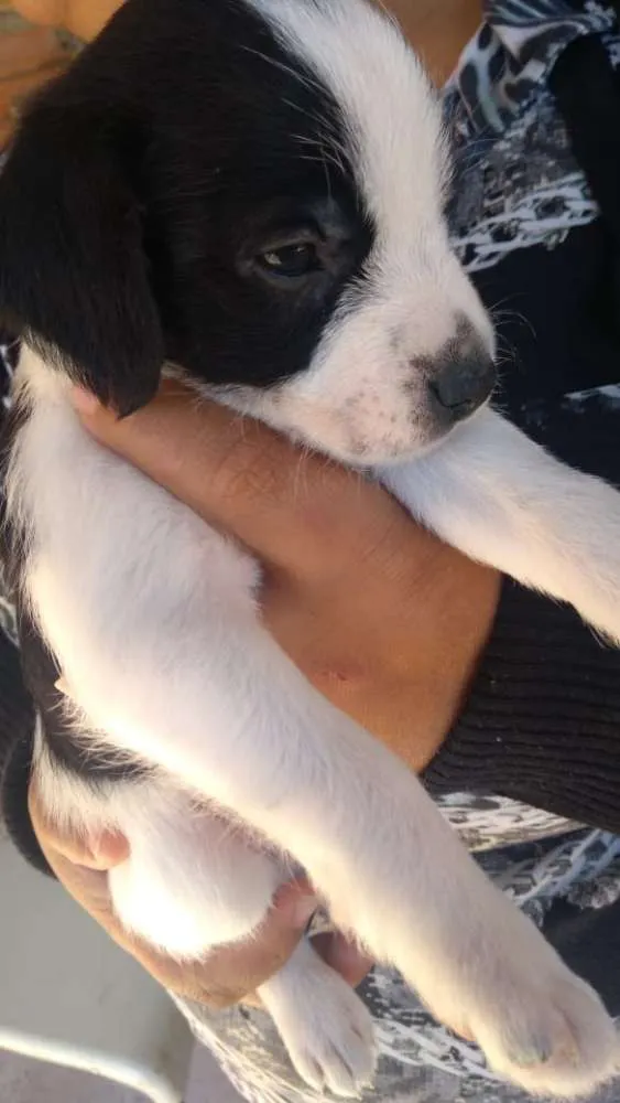 Cachorro ra a Vira-lata idade Abaixo de 2 meses nome Shake