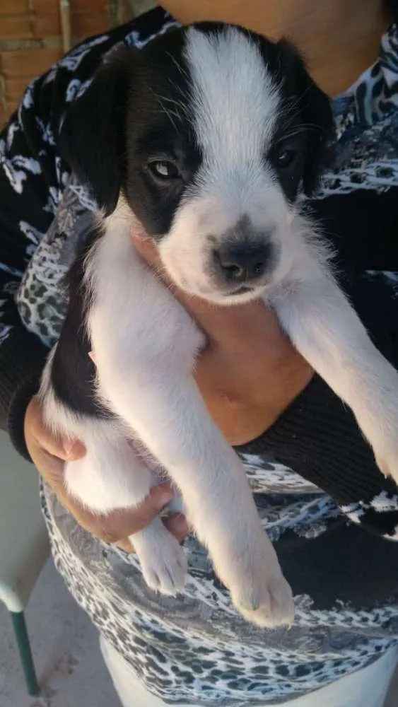 Cachorro ra a Vira-lata idade Abaixo de 2 meses nome Shake