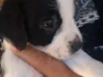 Shake