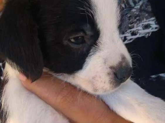 Cachorro ra a Vira-lata idade Abaixo de 2 meses nome Shake