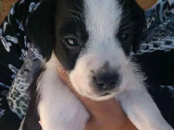 Cachorro ra a Vira-lata idade Abaixo de 2 meses nome Shake