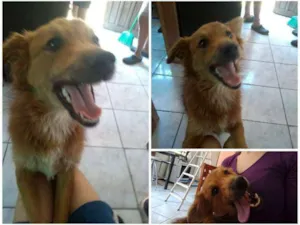 Cachorro raça Srd idade 1 ano nome Magali