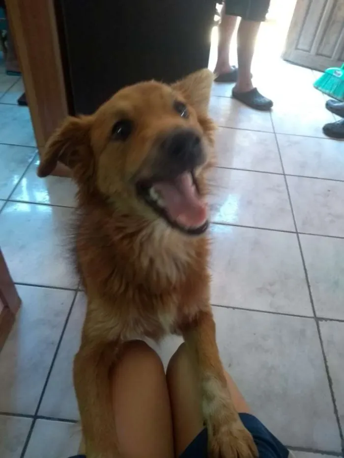 Cachorro ra a Srd idade 1 ano nome Magali