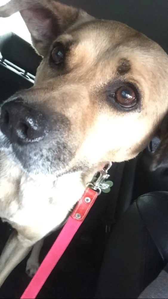 Cachorro raça SRd idade 3 anos nome Raulzito
