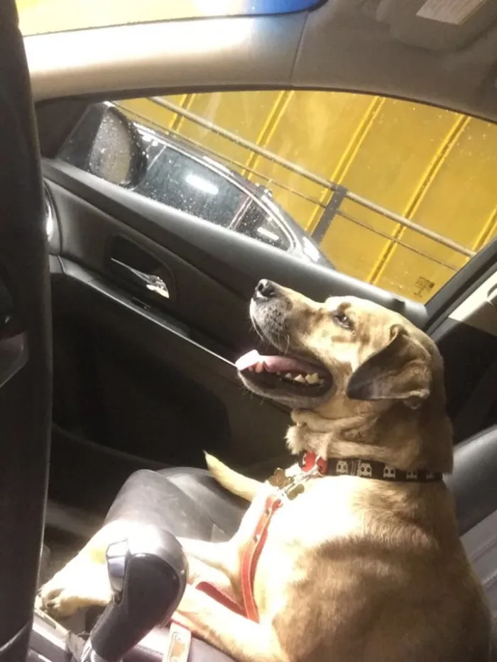 Cachorro raça SRd idade 3 anos nome Raulzito