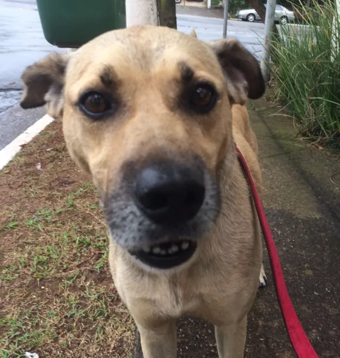 Cachorro raça SRd idade 3 anos nome Raulzito