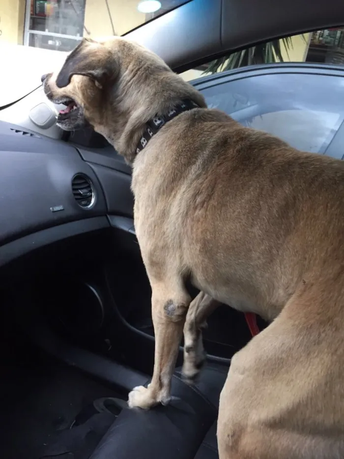 Cachorro raça SRd idade 3 anos nome Raulzito