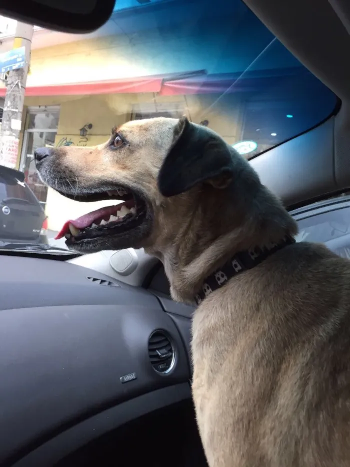 Cachorro raça SRd idade 3 anos nome Raulzito