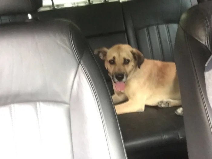 Cachorro raça SRd idade 3 anos nome Raulzito
