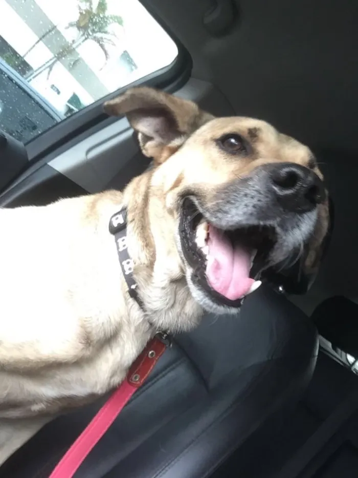 Cachorro raça SRd idade 3 anos nome Raulzito