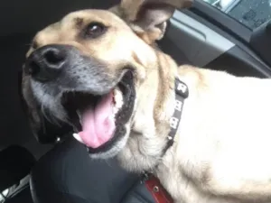 Cachorro raça SRd idade 3 anos nome Raulzito